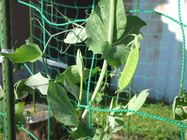 豆苗をそのまま畑に植えたら、豆が出来た。