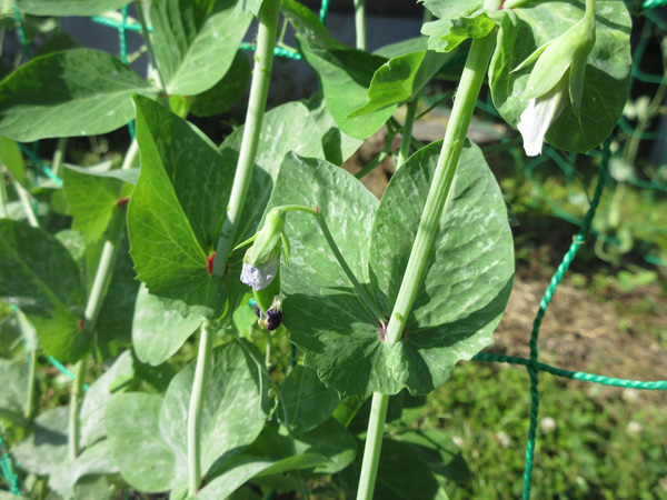豆苗をそのまま畑に植えたら、豆が出来た。