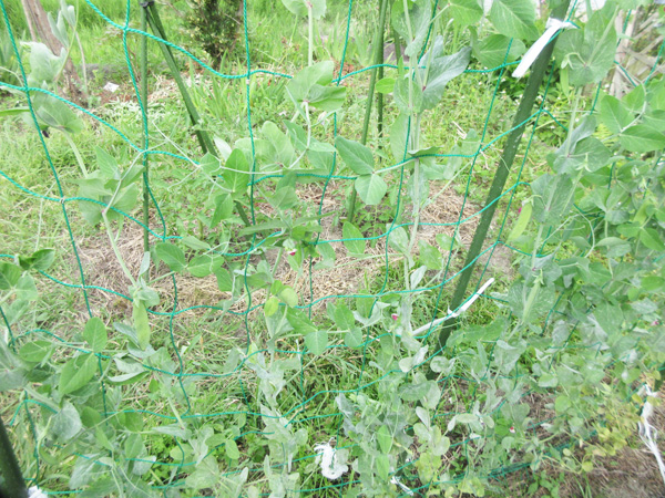 豆苗をそのまま畑に植えたら、豆が出来た。