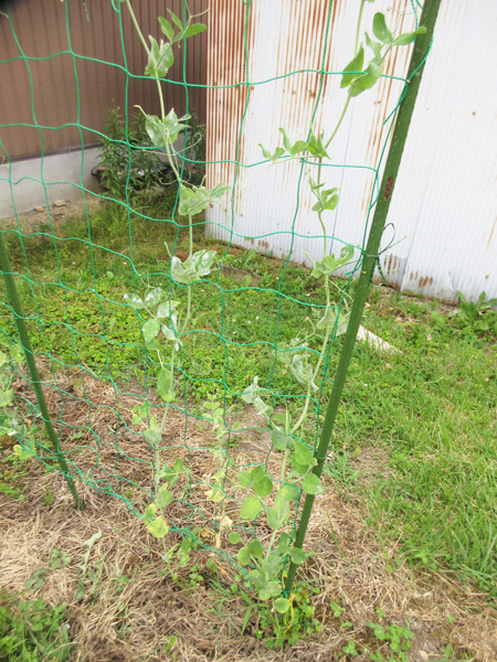豆苗をそのまま畑に植えたら、豆が出来た。