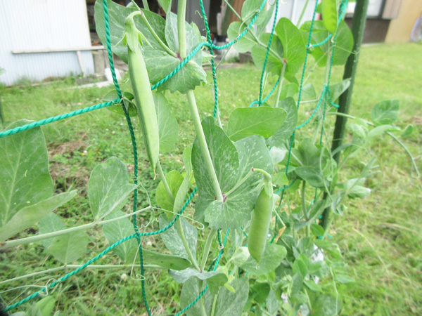 豆苗をそのまま畑に植えたら、豆が出来た。