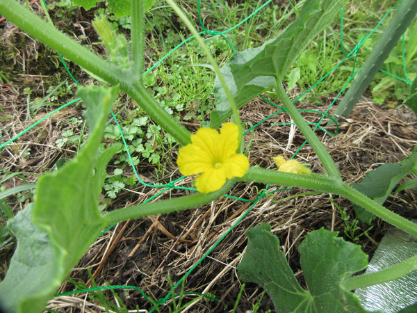 キュウリを収穫しました