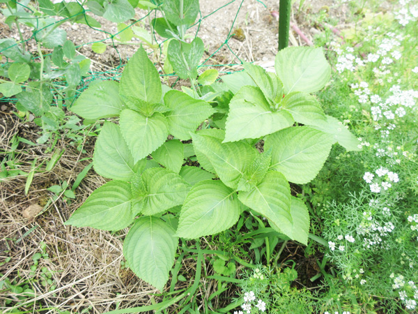 今日の畑仕事(2024年6月22日)