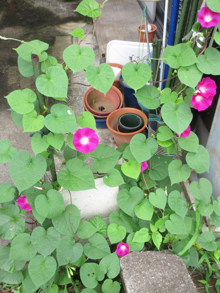 今日の畑仕事(2024年7月14日)