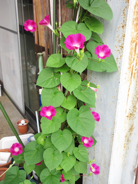 今日の畑仕事（2024年7月27日）