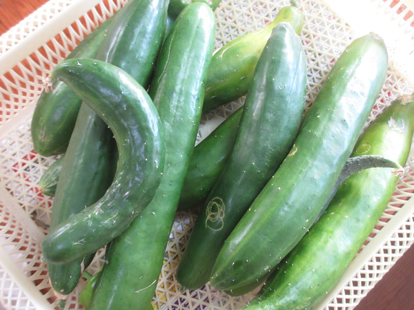 キュウリを大量消費するために漬物を沢山作った話