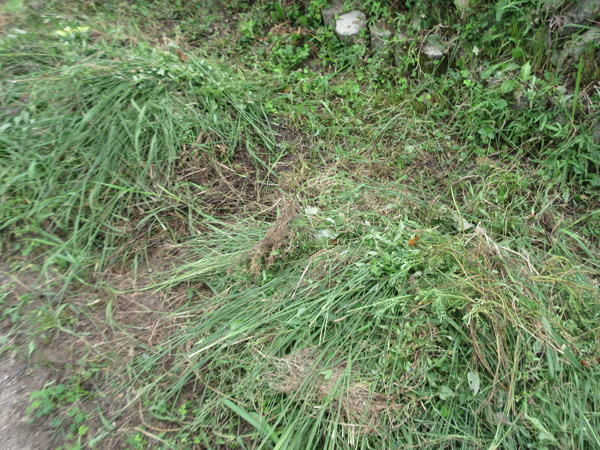 野良スイカを発見しました
