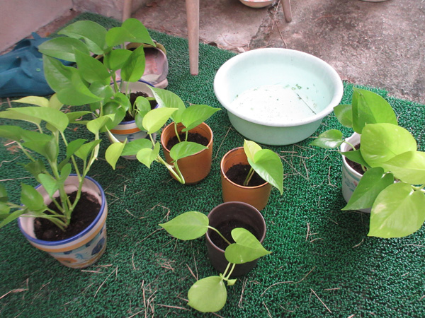 ポトスほか、観葉植物の進捗(2024年10月)
