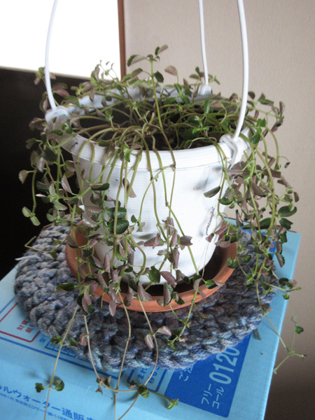 観葉植物の進捗(2024年12月)