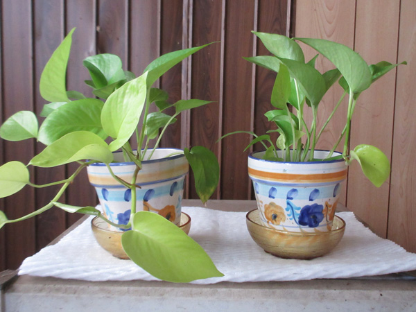 観葉植物の進捗(2024年12月)