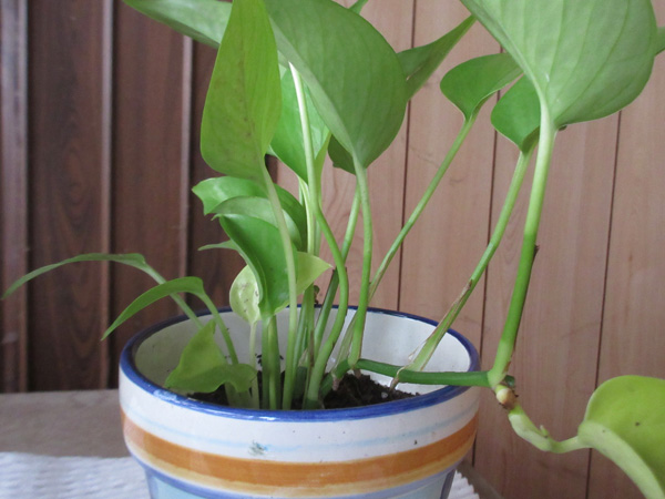 観葉植物の進捗(2024年12月)