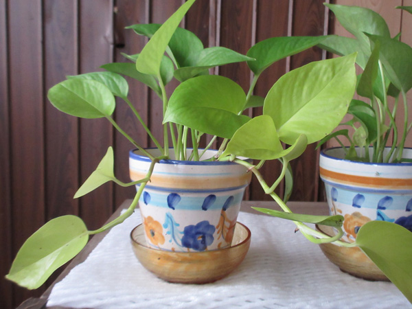 観葉植物の進捗(2024年12月)