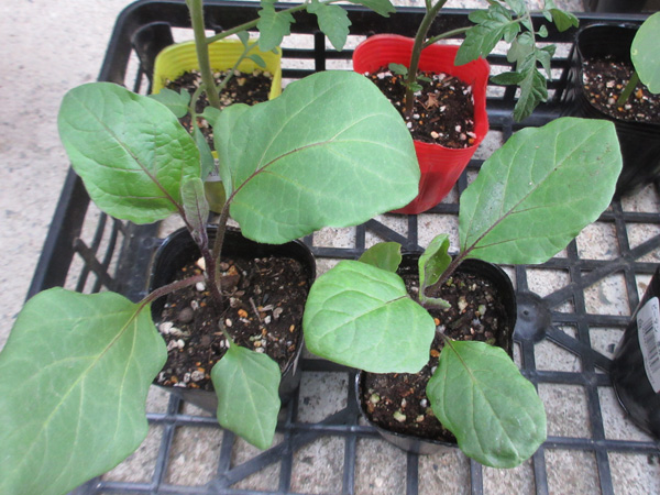夏野菜の苗を植えました