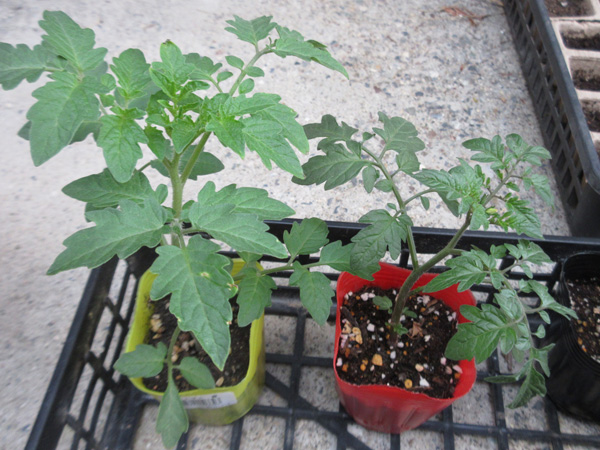 夏野菜の苗を植えました