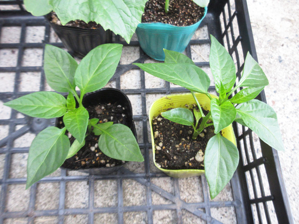 夏野菜の苗を植えました