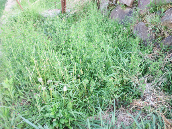 夏野菜の苗を植えました