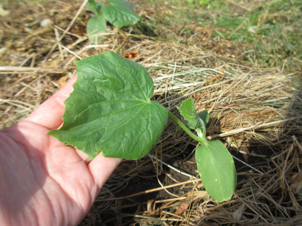 夏野菜の苗を植えました