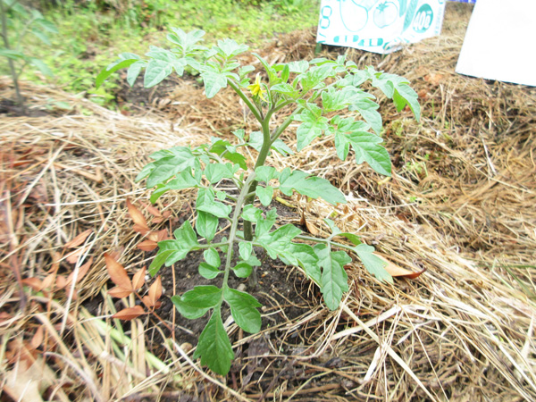 今日の畑仕事(2025年5月11日)