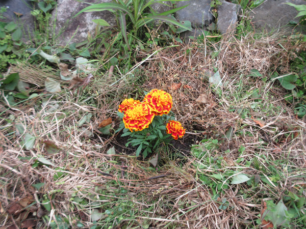 マリーゴールドを植えました