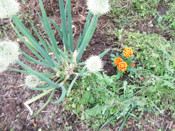 マリーゴールドを植えました