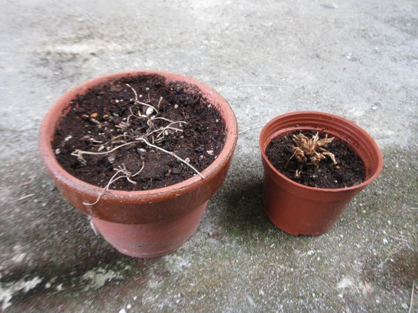 観葉植物の末路