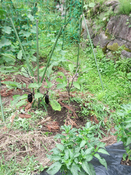 今日の畑仕事(2025年6月22日)