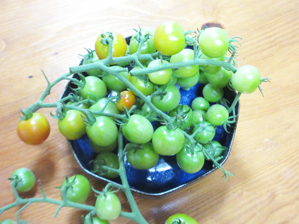 今日の畑仕事（2025年7月20日）