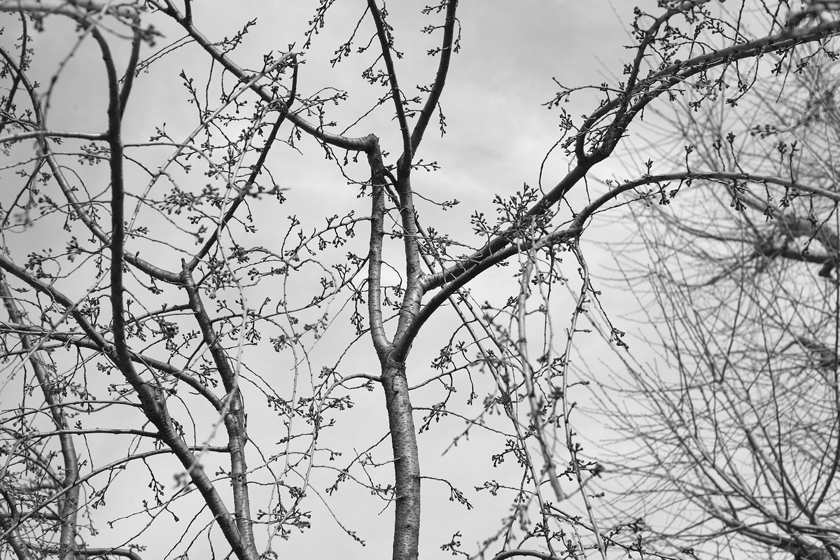 f:id:danntyoutei:20170325211128j:plain