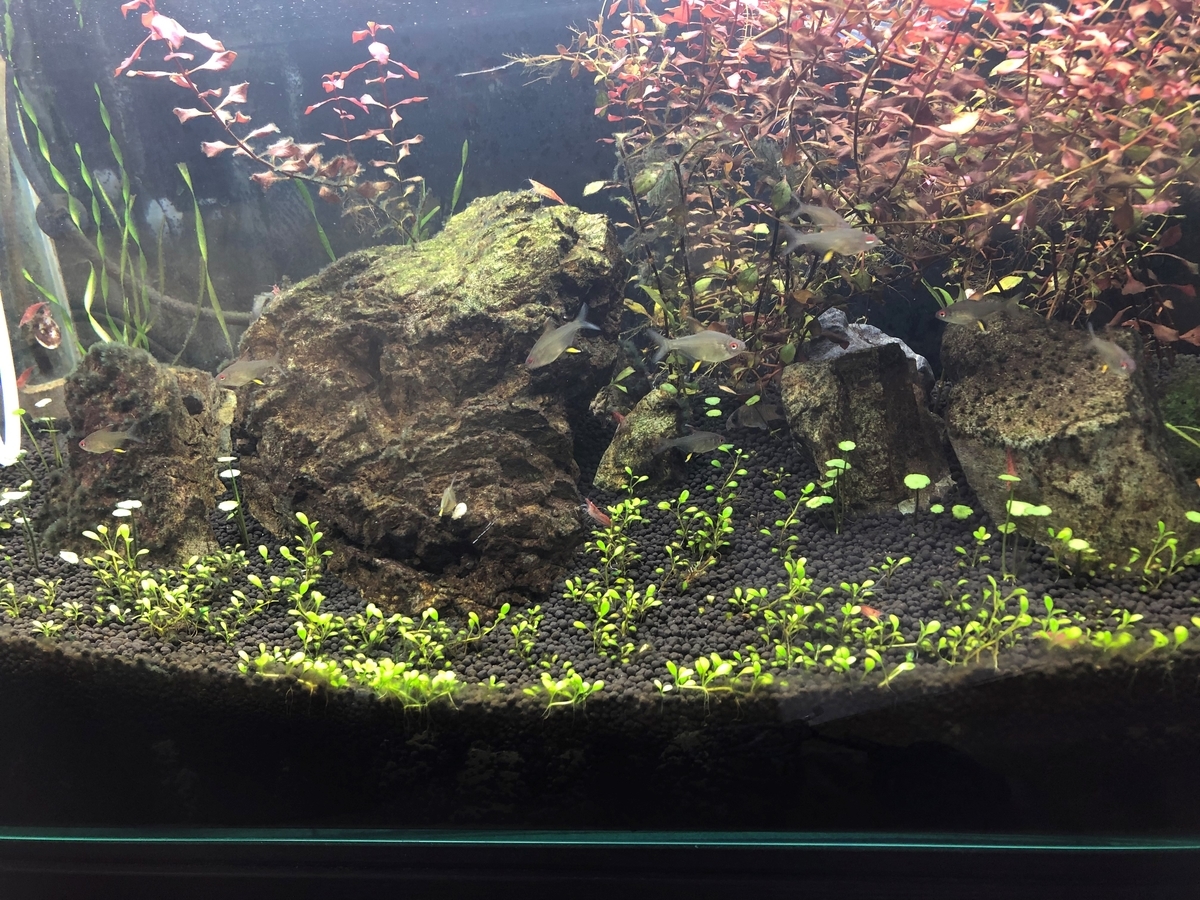 f:id:dannyaqua:20190709165632j:plain f:id:dannyaqua:20190709165632j:plain