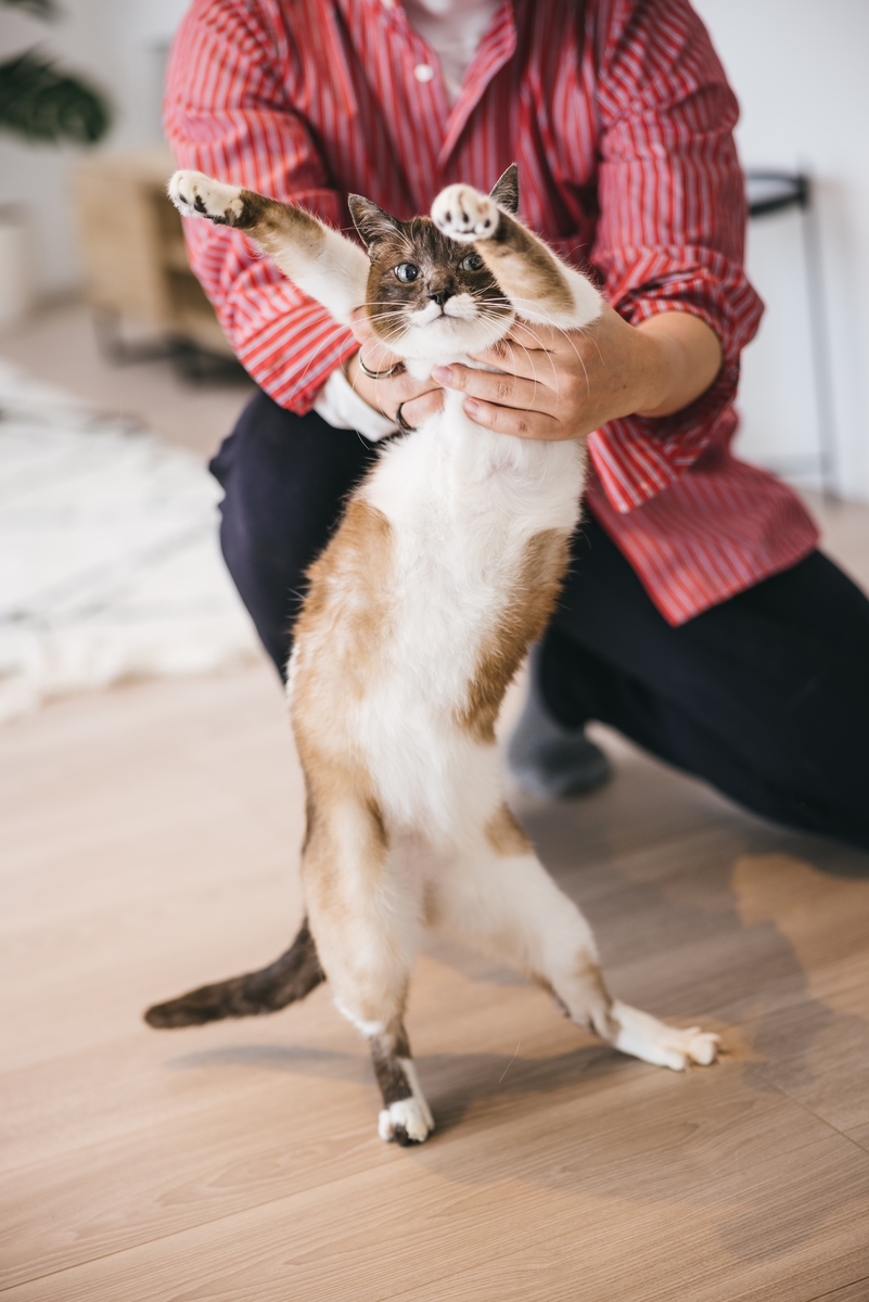 嫌なこともやり過ごせる猫