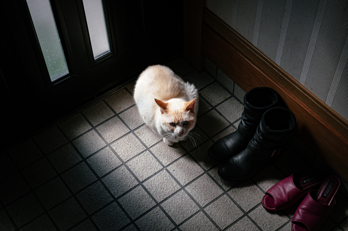 猫は一度目の一度切りを生きている