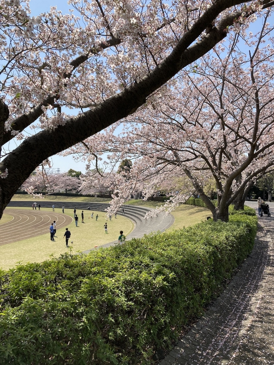稲城中央公園の桜