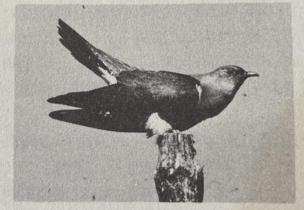 北海道の夏に聞くカッコウの鳴き声