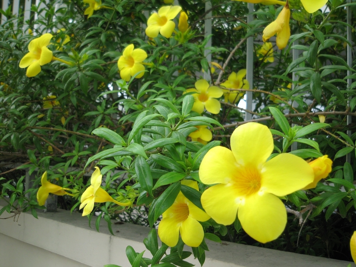 タイ、シラチャで見かけた南国の花