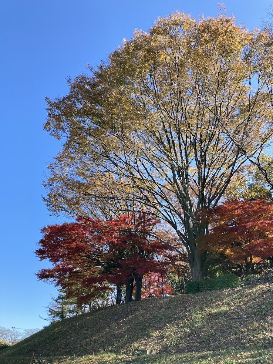 多摩の紅葉