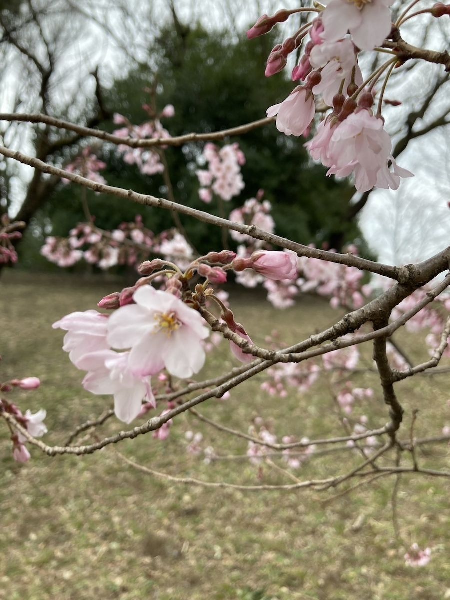 今年最初に見た桜