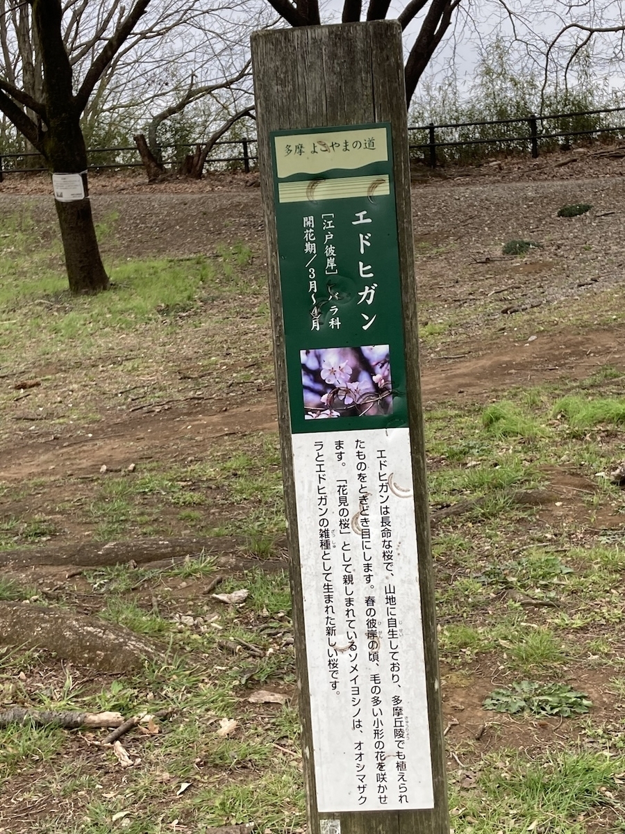 江戸彼岸は染井吉野の原種の一つ