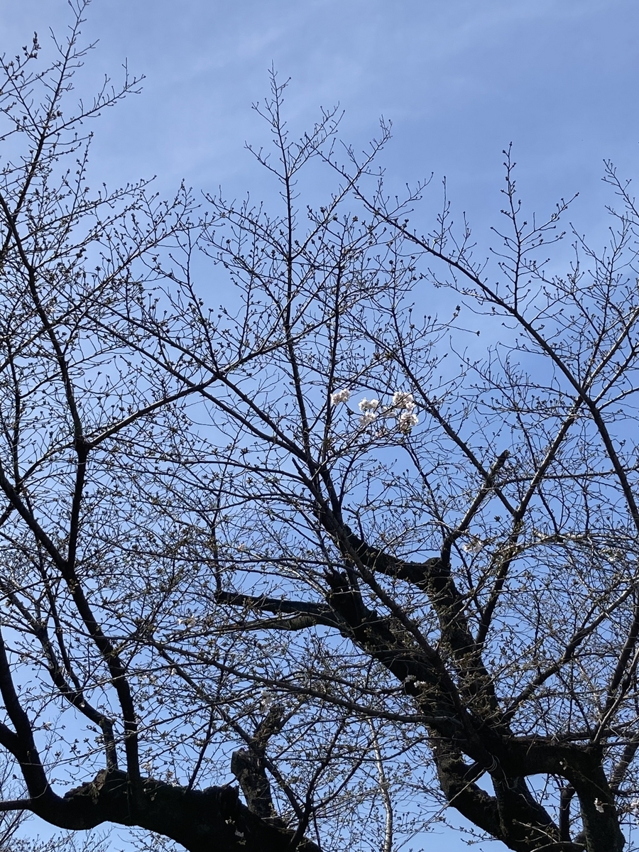 王子駅直結の飛鳥山公園の桜