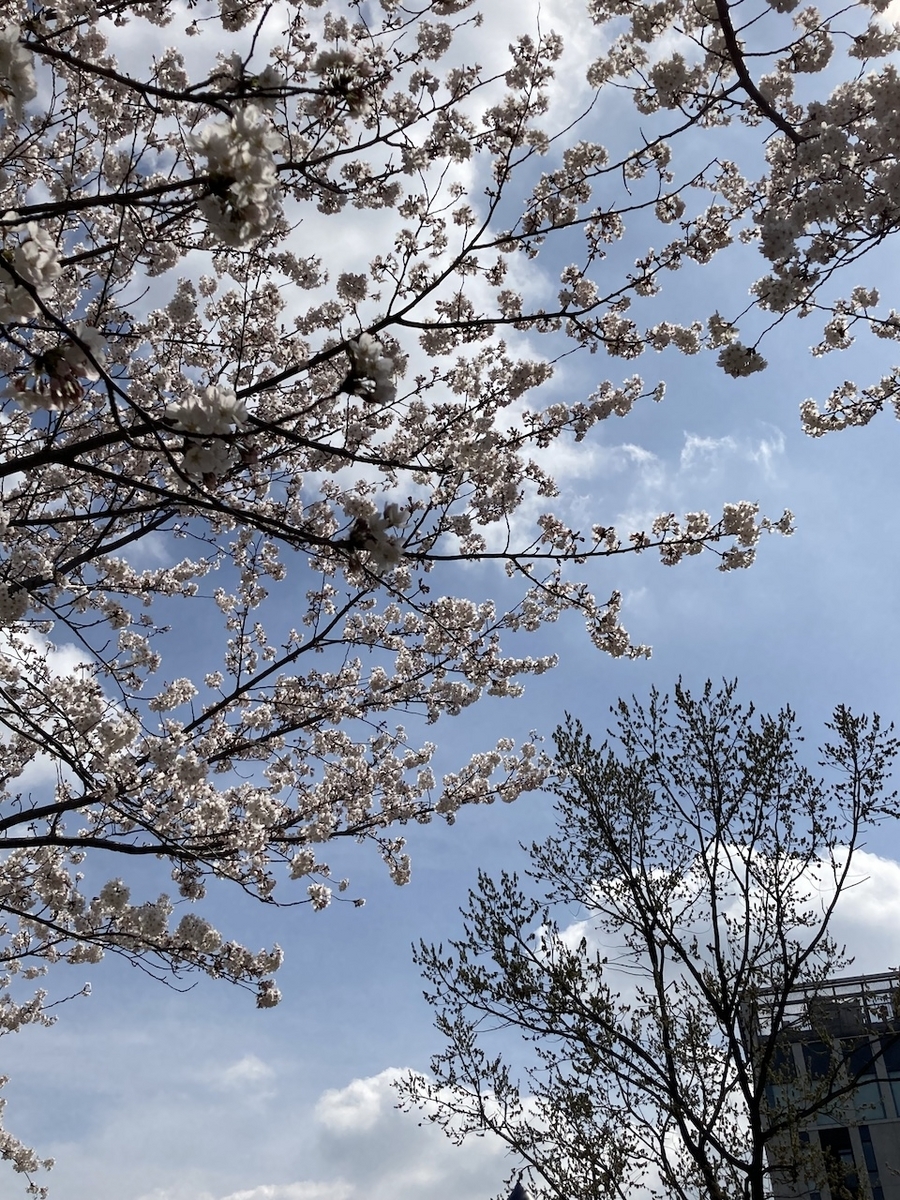 多摩丘陵地域の桜