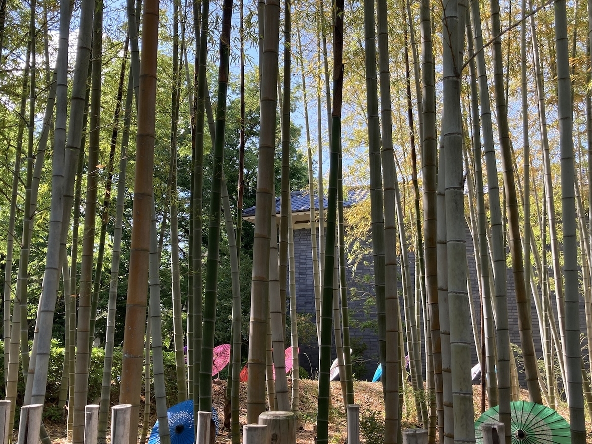 竹林の中の色とりどりの傘
