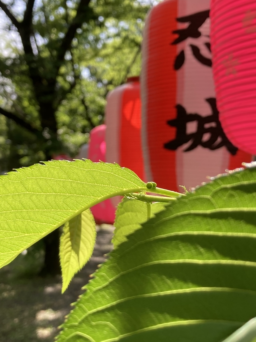 初夏の若葉とお祭りの提灯