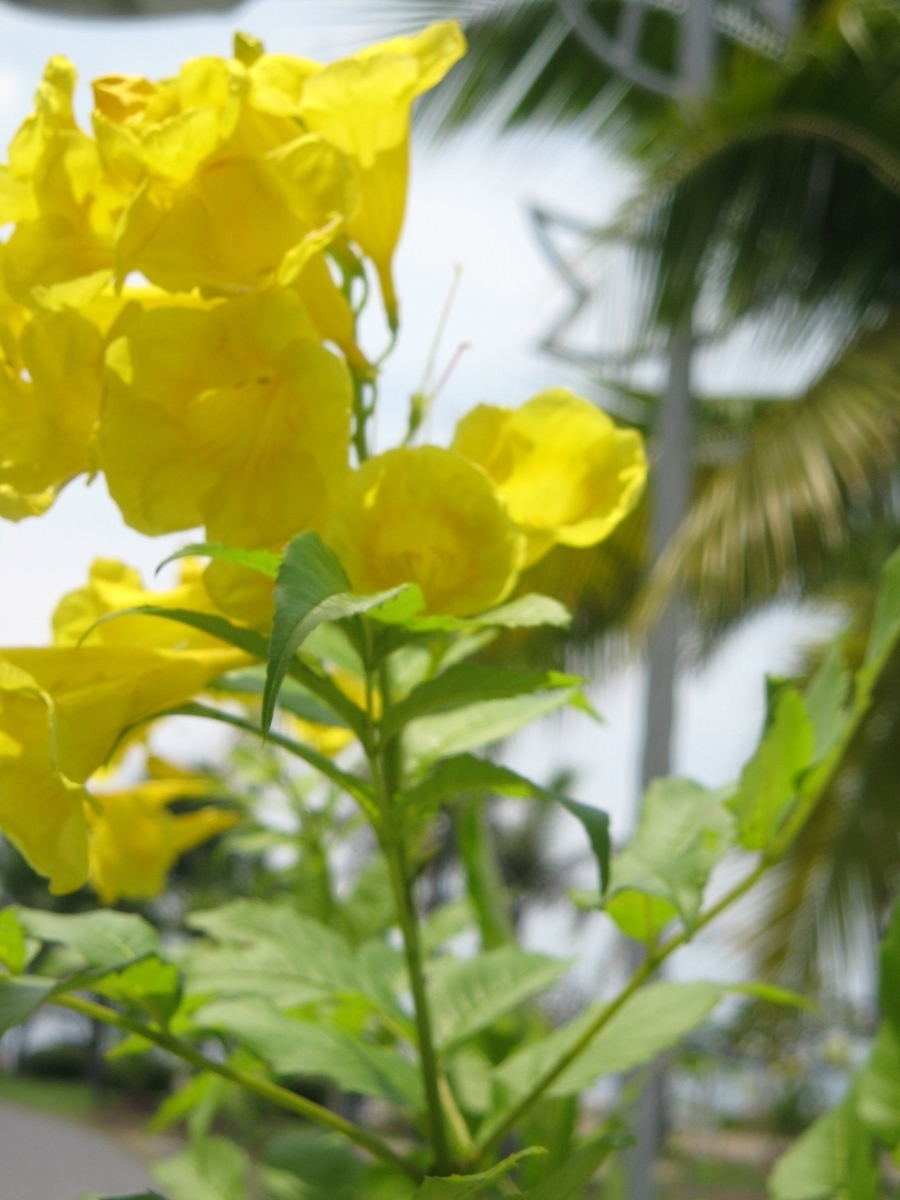 タイシラチャスカパープ公園の花