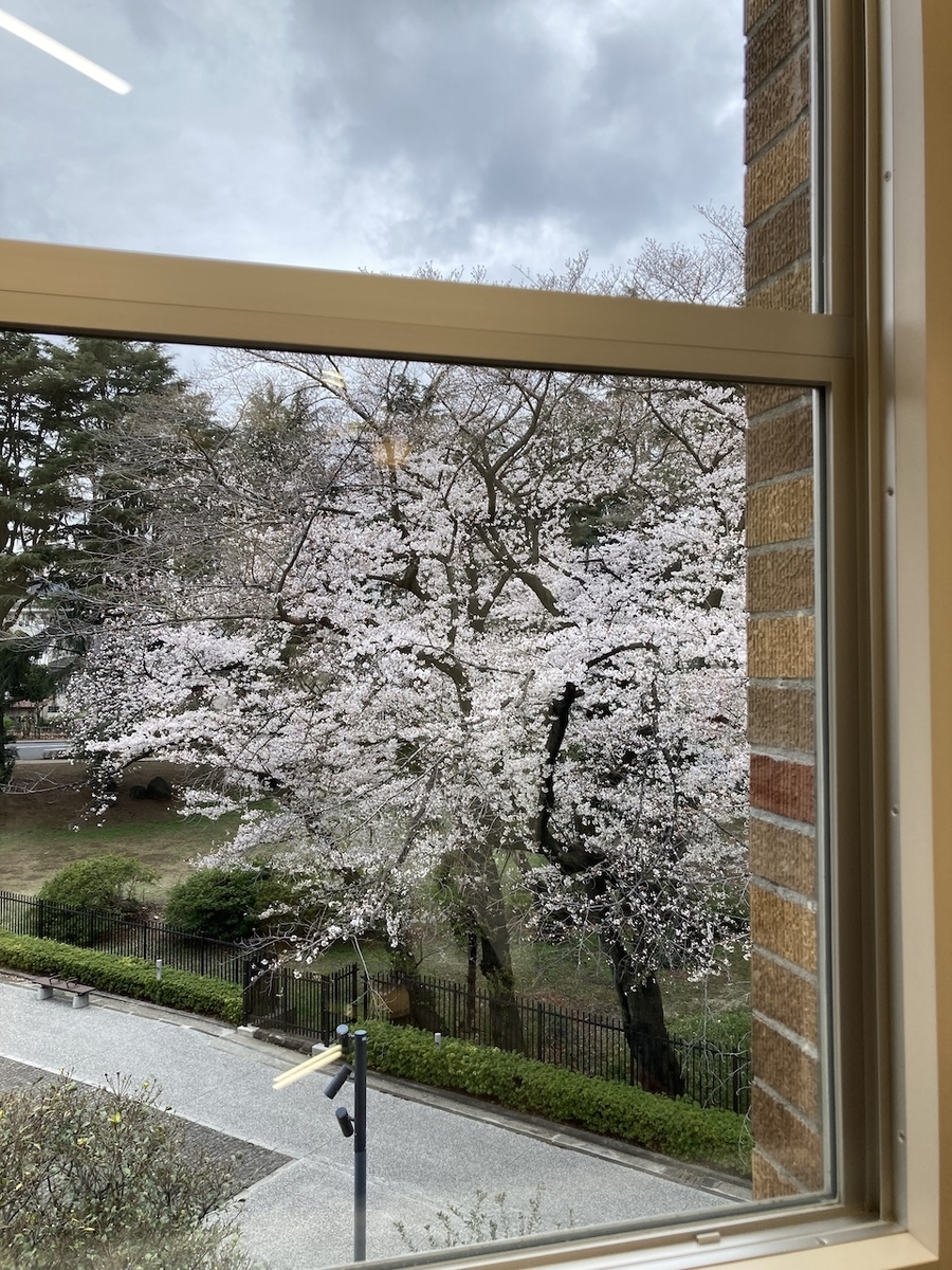 東京都港区の桜