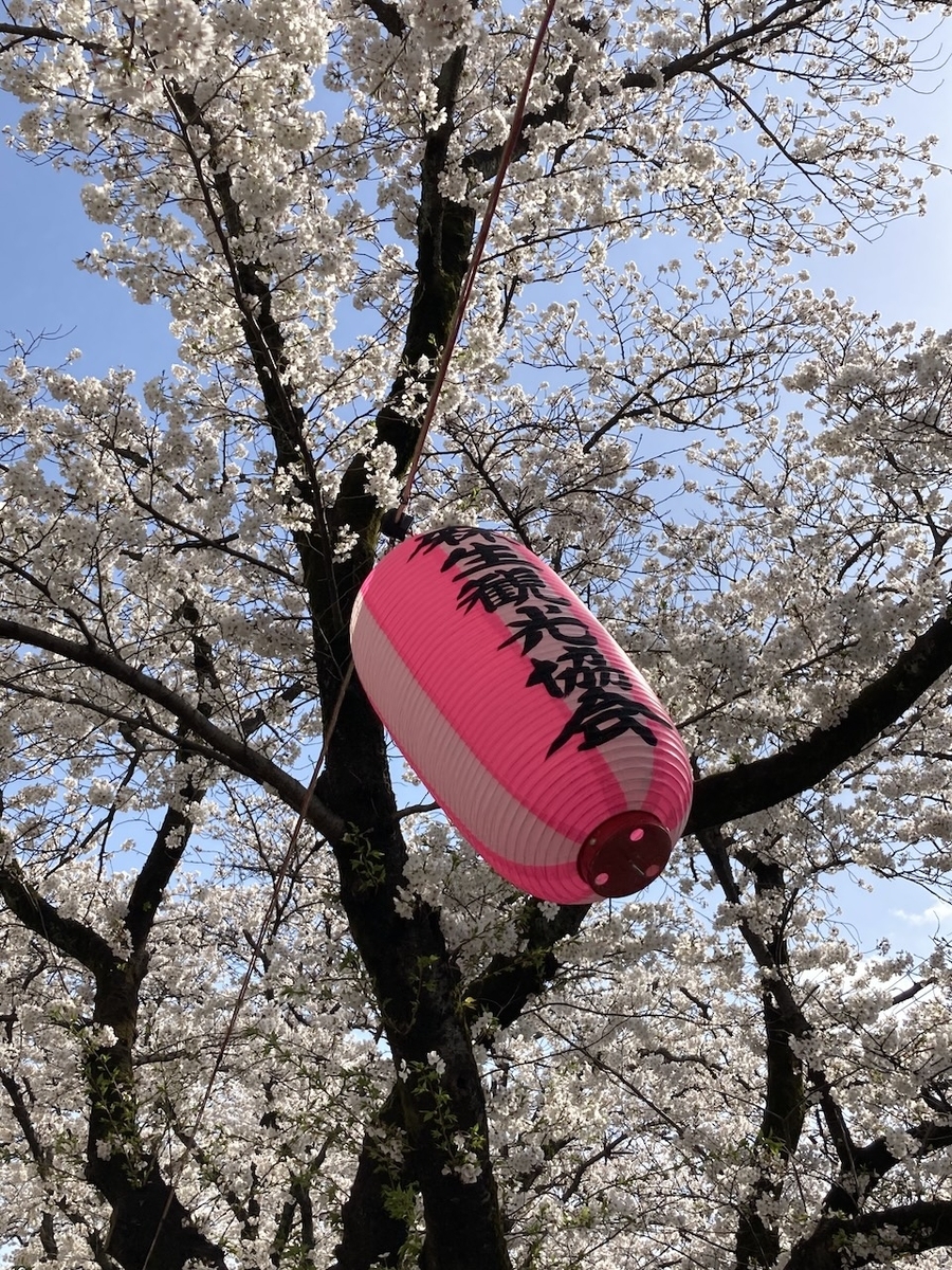 川崎市麻生区の桜