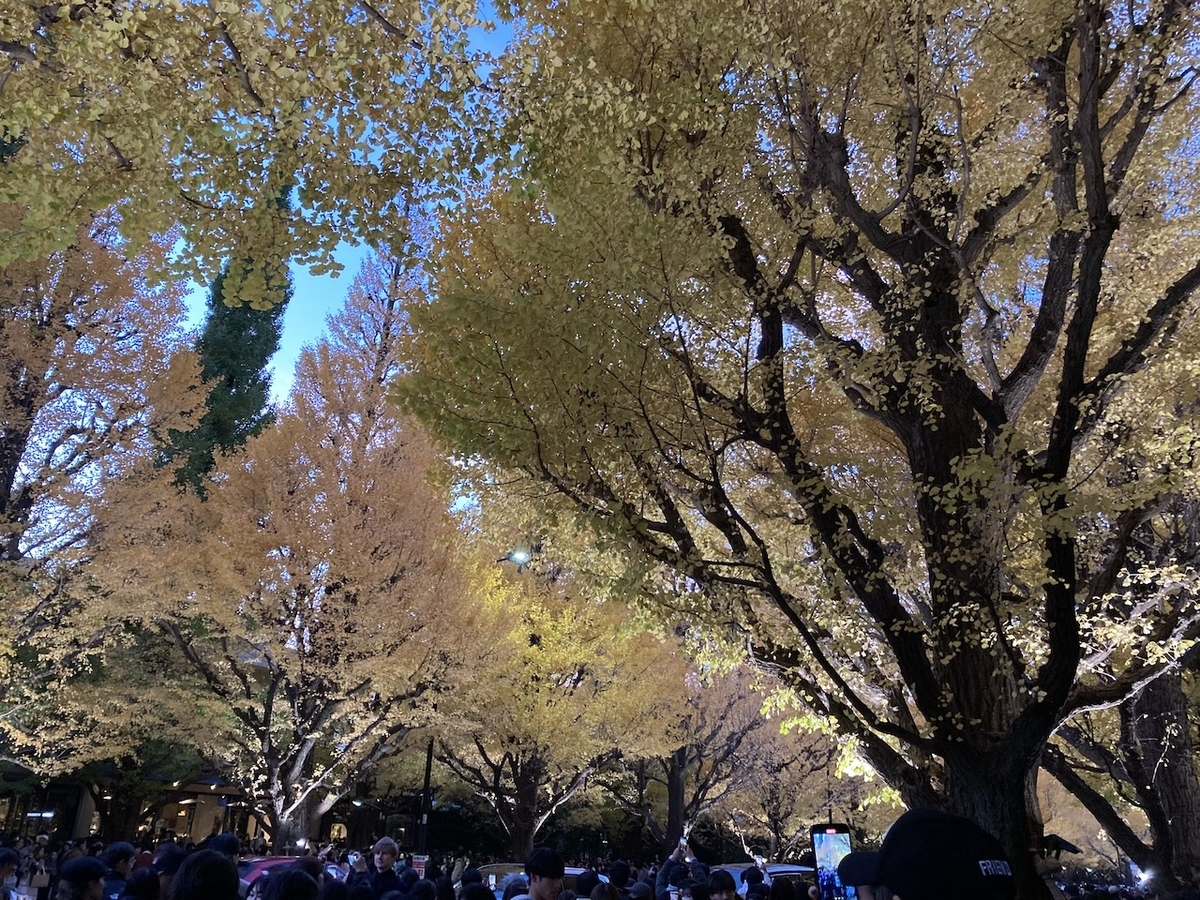 神宮外苑銀杏並木近景