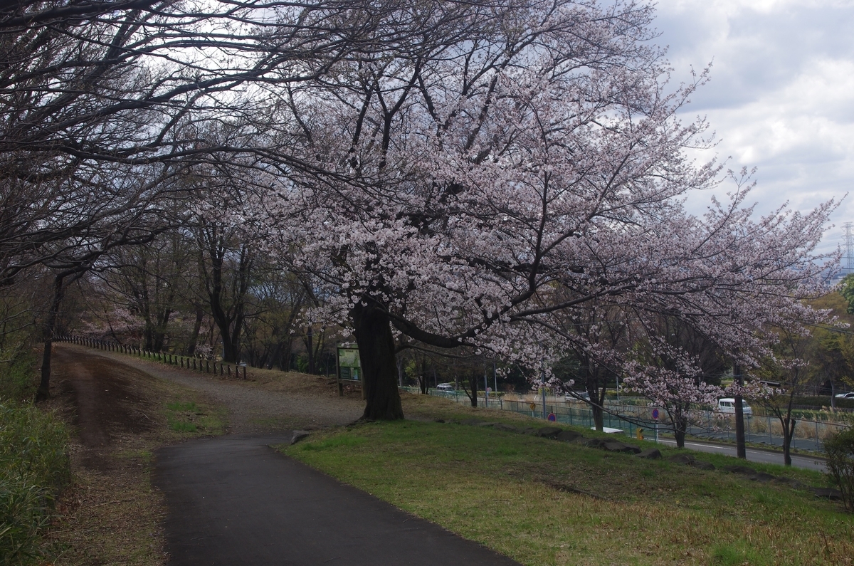 よこやまの道の桜２