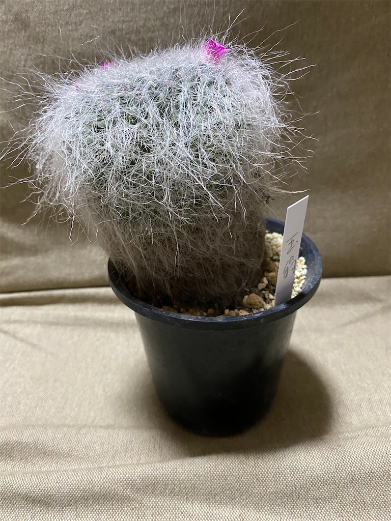 死に至る病 サボテンの病気 Dantes Nikki S Blog