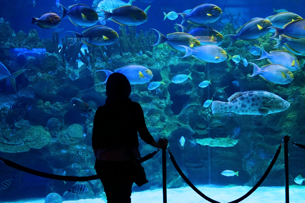 f:id:dantra:20170505183655j:plain