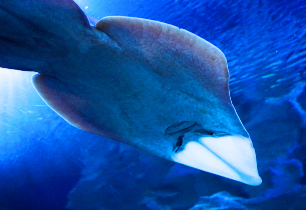 f:id:dantra:20170505184058j:plain