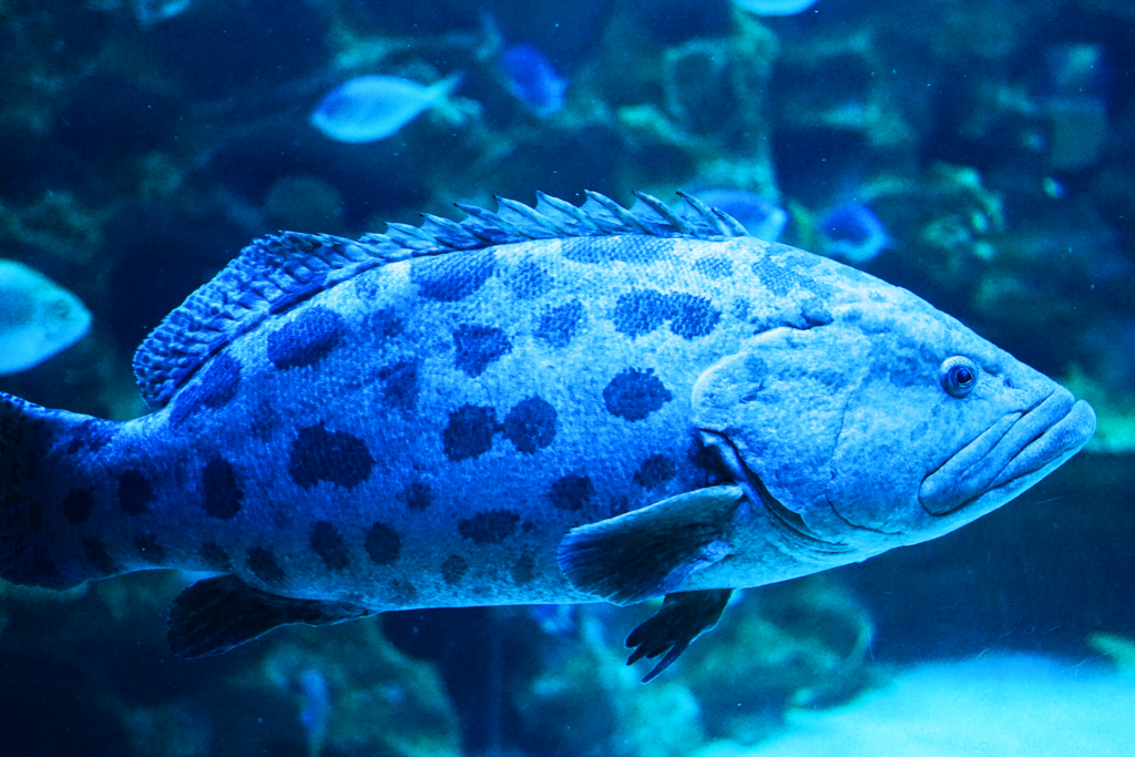 f:id:dantra:20170505184117j:plain